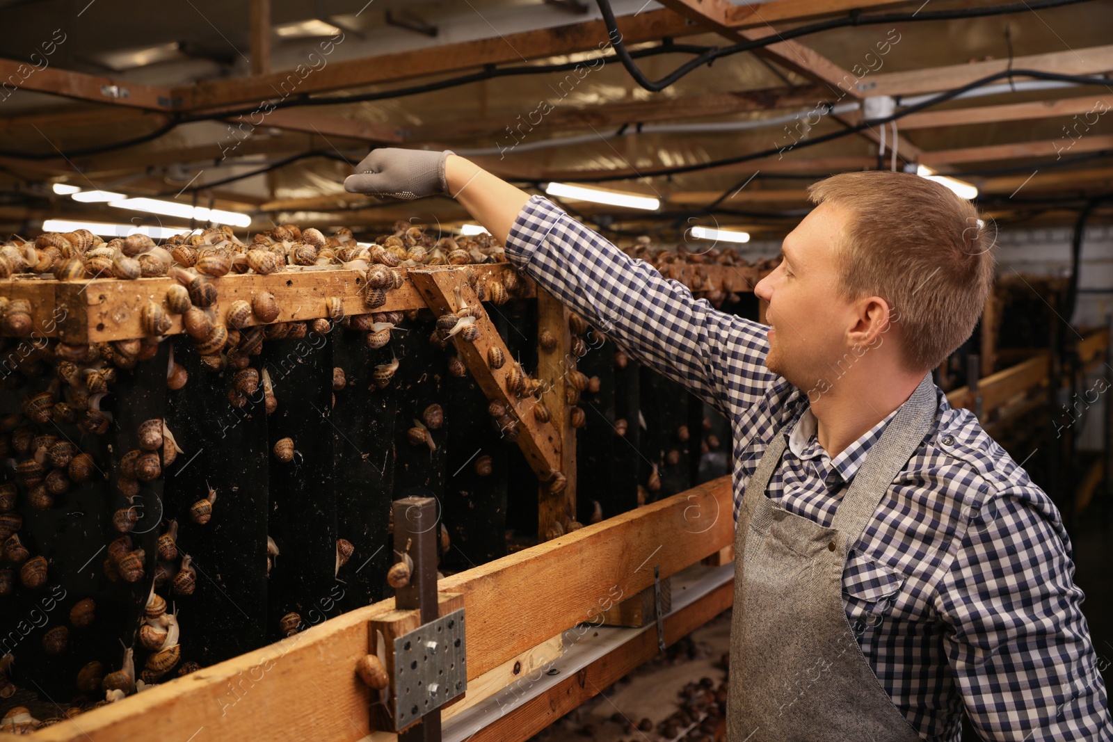 Photo of Worker feeding snails near stand on farm