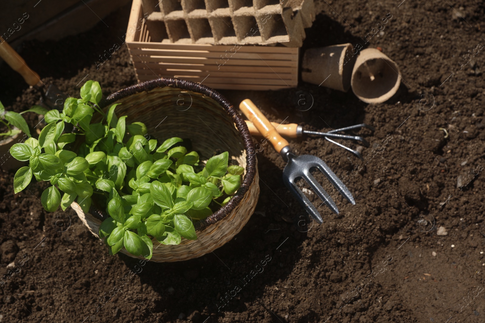 Photo of Beautiful seedlings in wicker basket prepared for transplanting on ground outdoors, above view