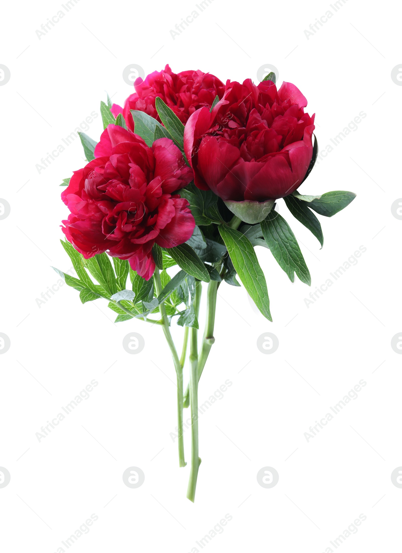 Photo of Beautiful red peonies with leaves isolated on white