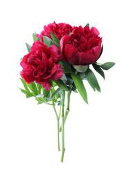 Beautiful red peonies with leaves isolated on white