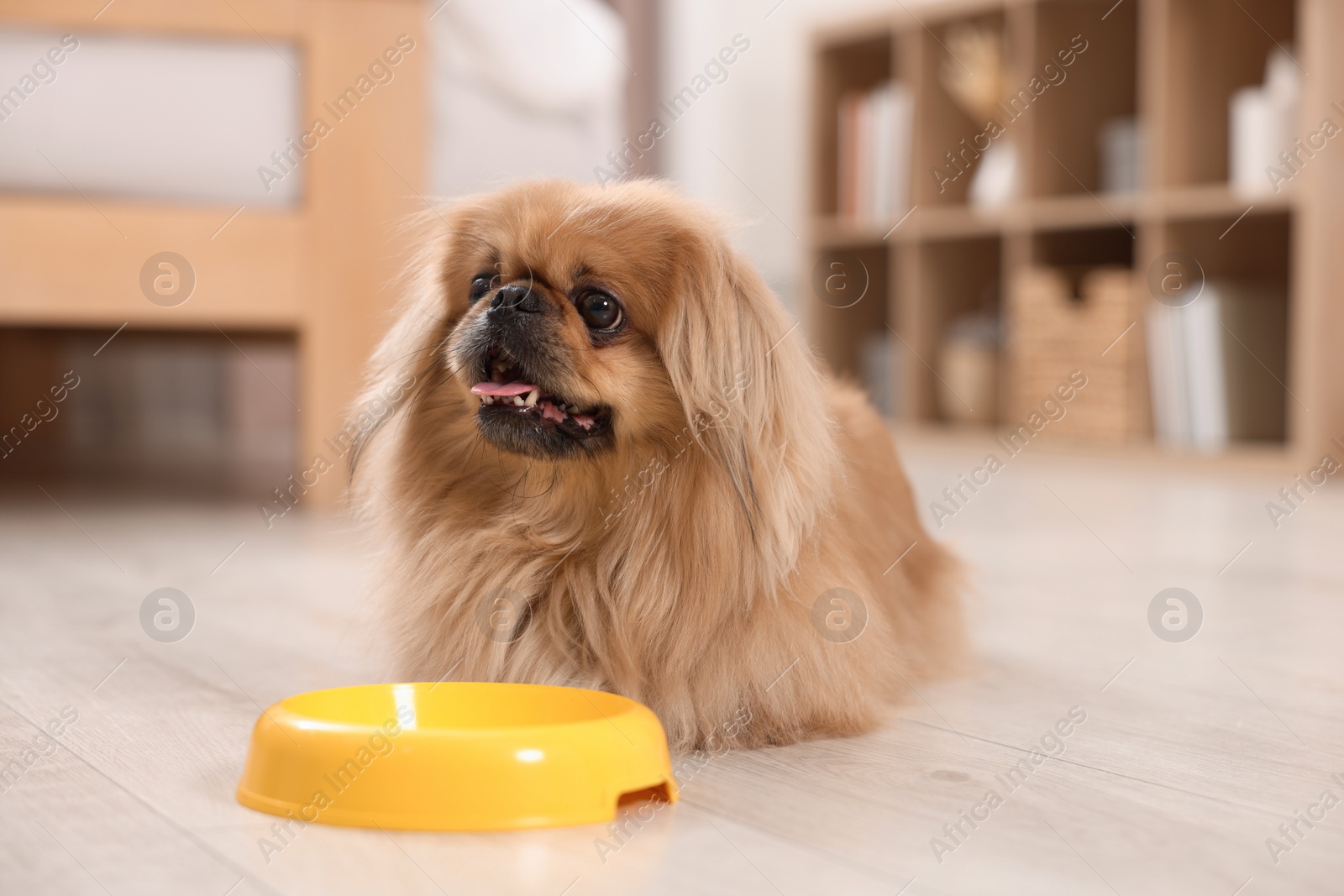 Photo of Cute Pekingese dog near pet bowl in room