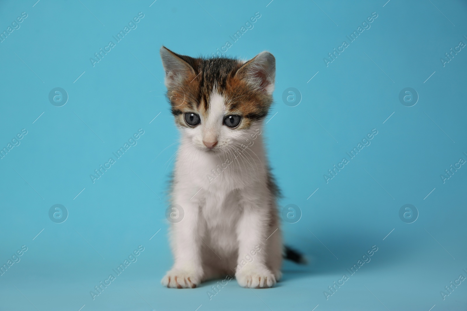 Photo of Cute little kitten on light blue background. Baby animal