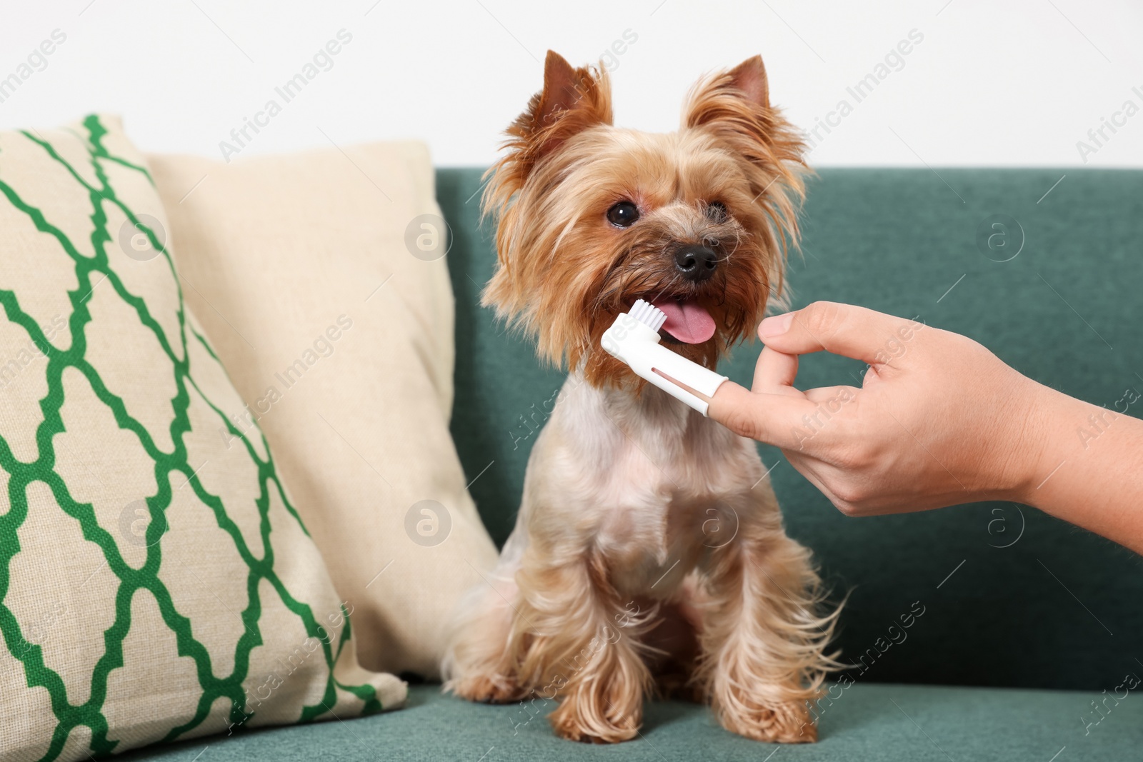 Photo of Man brushing dog's teeth on couch, closeup