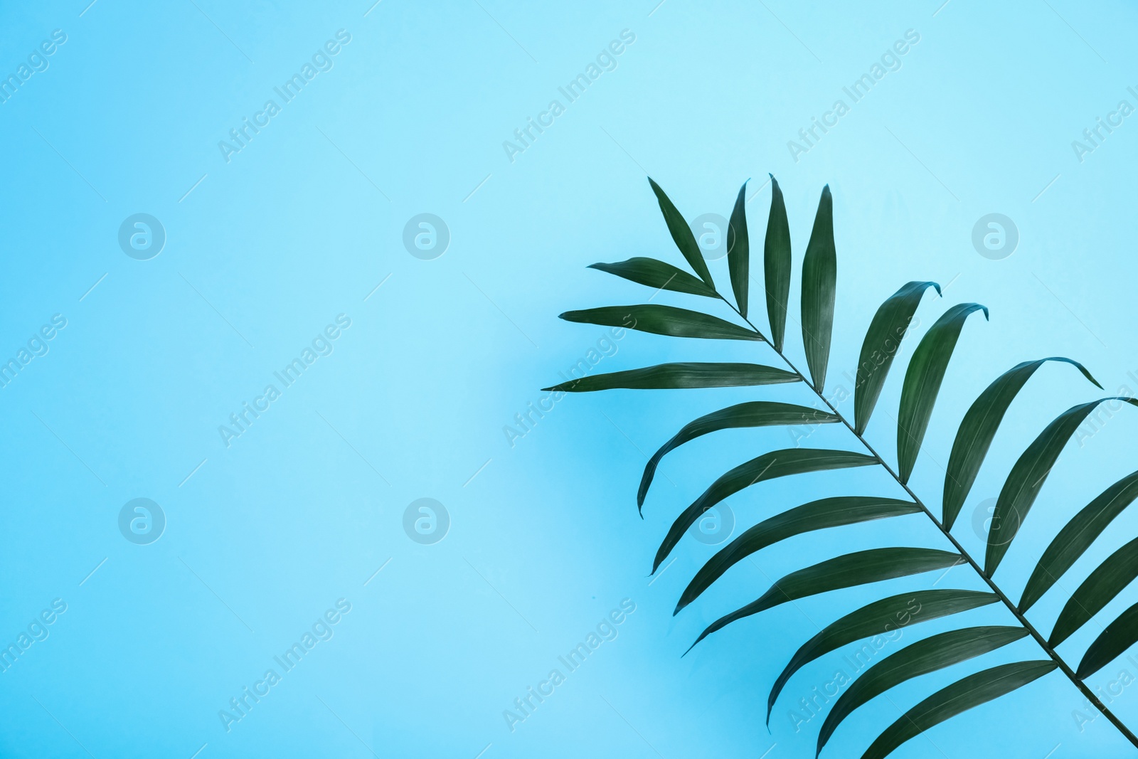 Photo of Beautiful lush tropical leaf on light blue background. Space for text