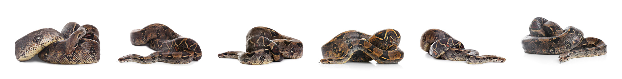 Photos of boa constrictor on white background, collage. Banner design