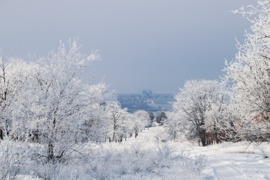 Photo of Plants covered with hoarfrost outdoors on winter morning