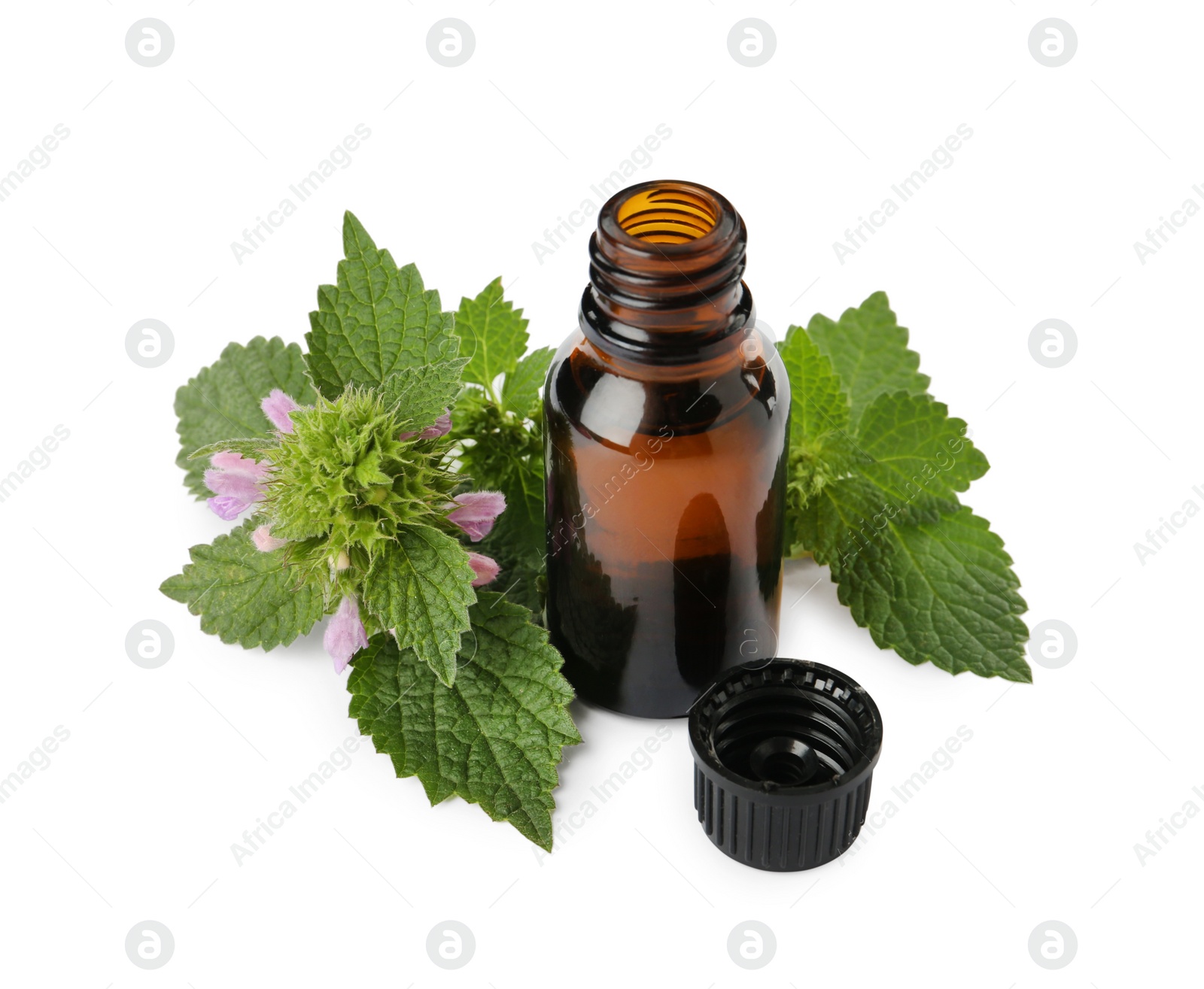 Photo of Glass bottle of nettle oil with leaves isolated on white