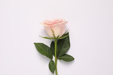 Photo of Beautiful rose on white background, above view