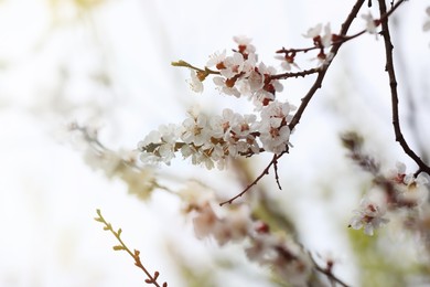 Beautiful apricot tree branches with tiny tender flowers outdoors. Awesome spring blossom