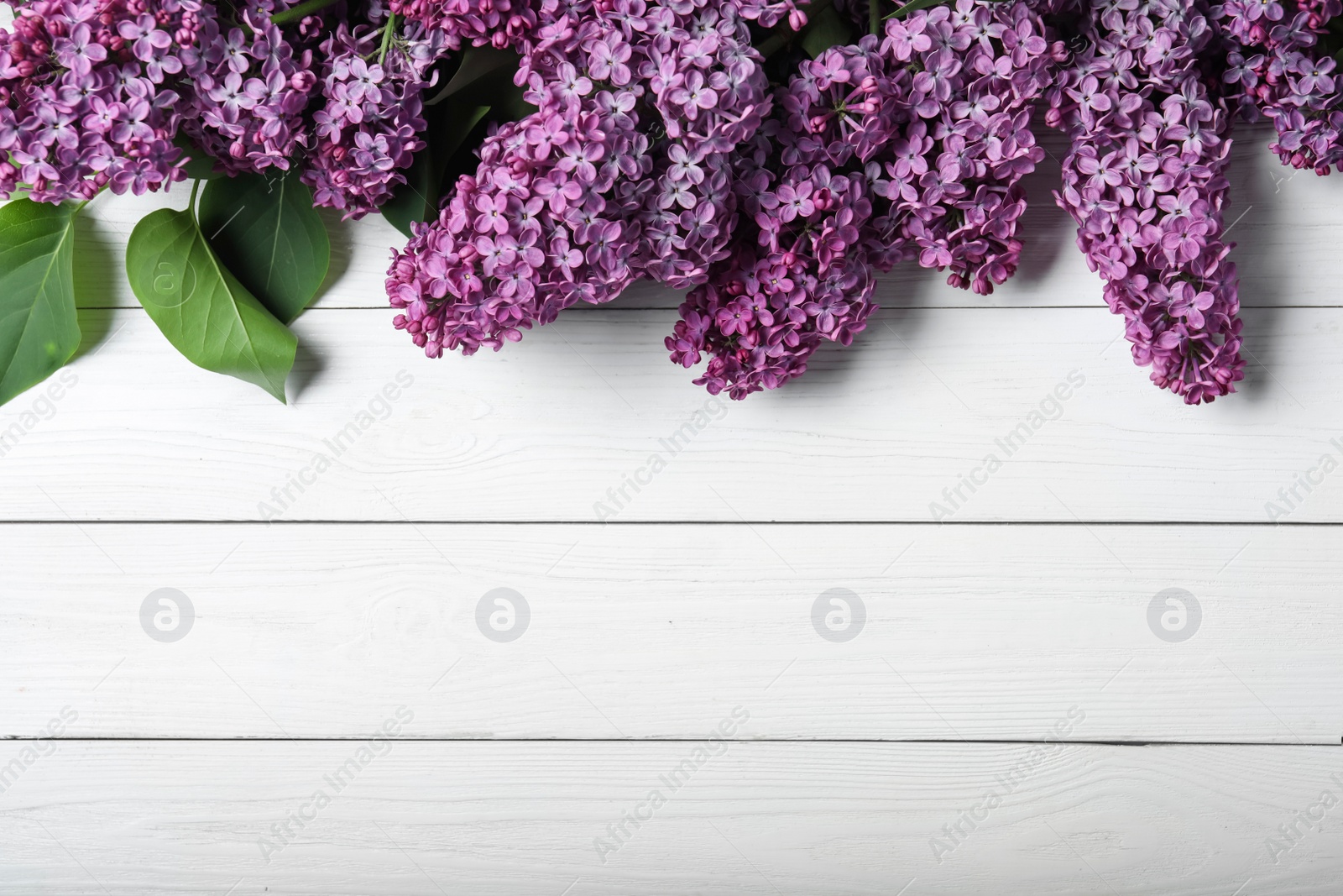 Photo of Beautiful blossoming lilac branches on white wooden background, flat lay. Space for text