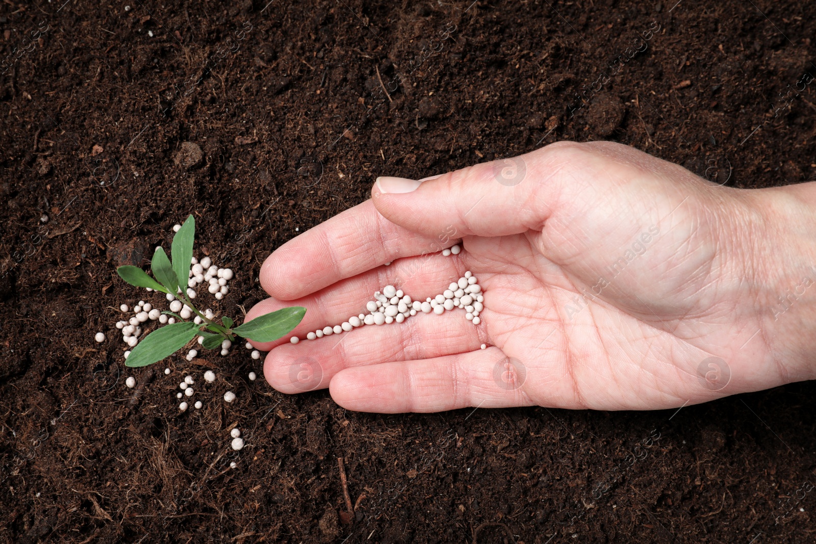 Photo of Woman fertilizing plant in soil, closeup. Gardening season