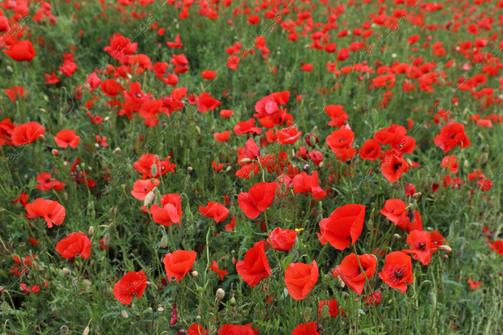 Photo of Beautiful red poppy flowers growing in field