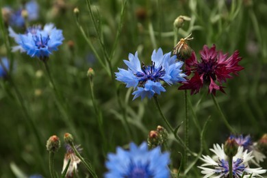 Photo of Beautiful colorful cornflowers growing in meadow on summer day, closeup