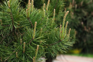 Photo of Pine tree with blossoms outdoors on spring day, closeup