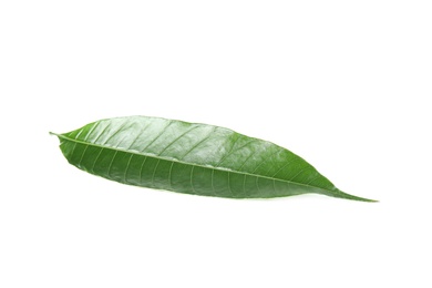 Fresh green mango leaf on white background