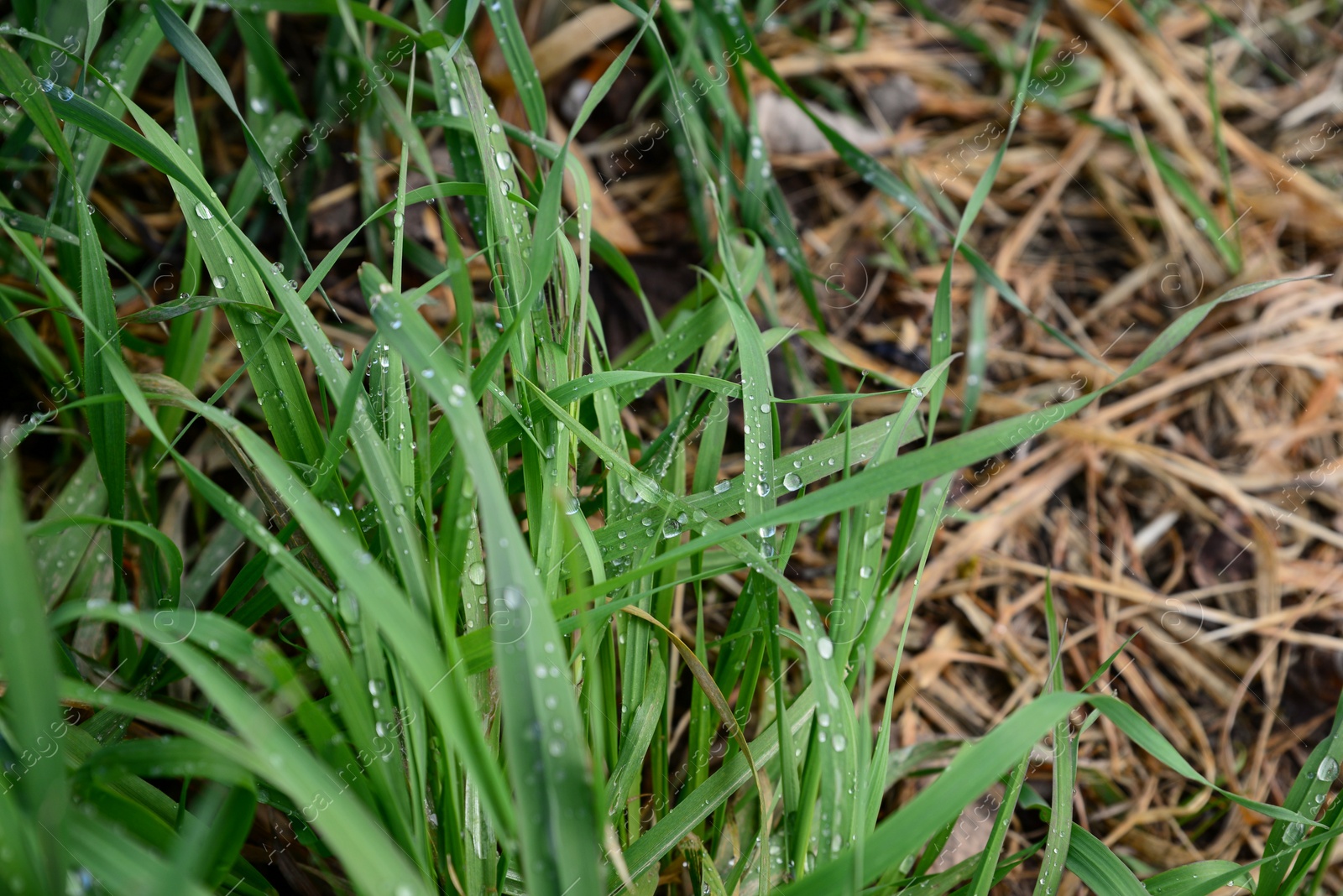 Photo of Green grass covered with raindrops growing outdoors, closeup