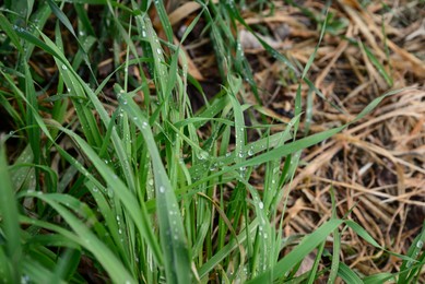 Photo of Green grass covered with raindrops growing outdoors, closeup