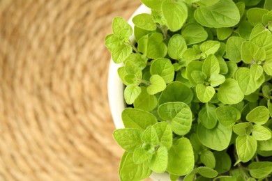 Photo of Aromatic potted oregano on table, top view. Space for text