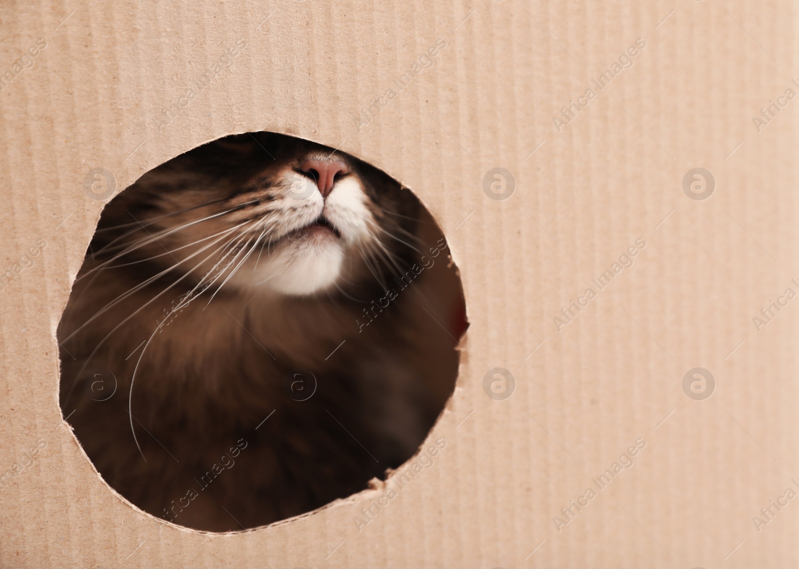 Photo of Adorable Maine Coon cat in cardboard box. Space for text