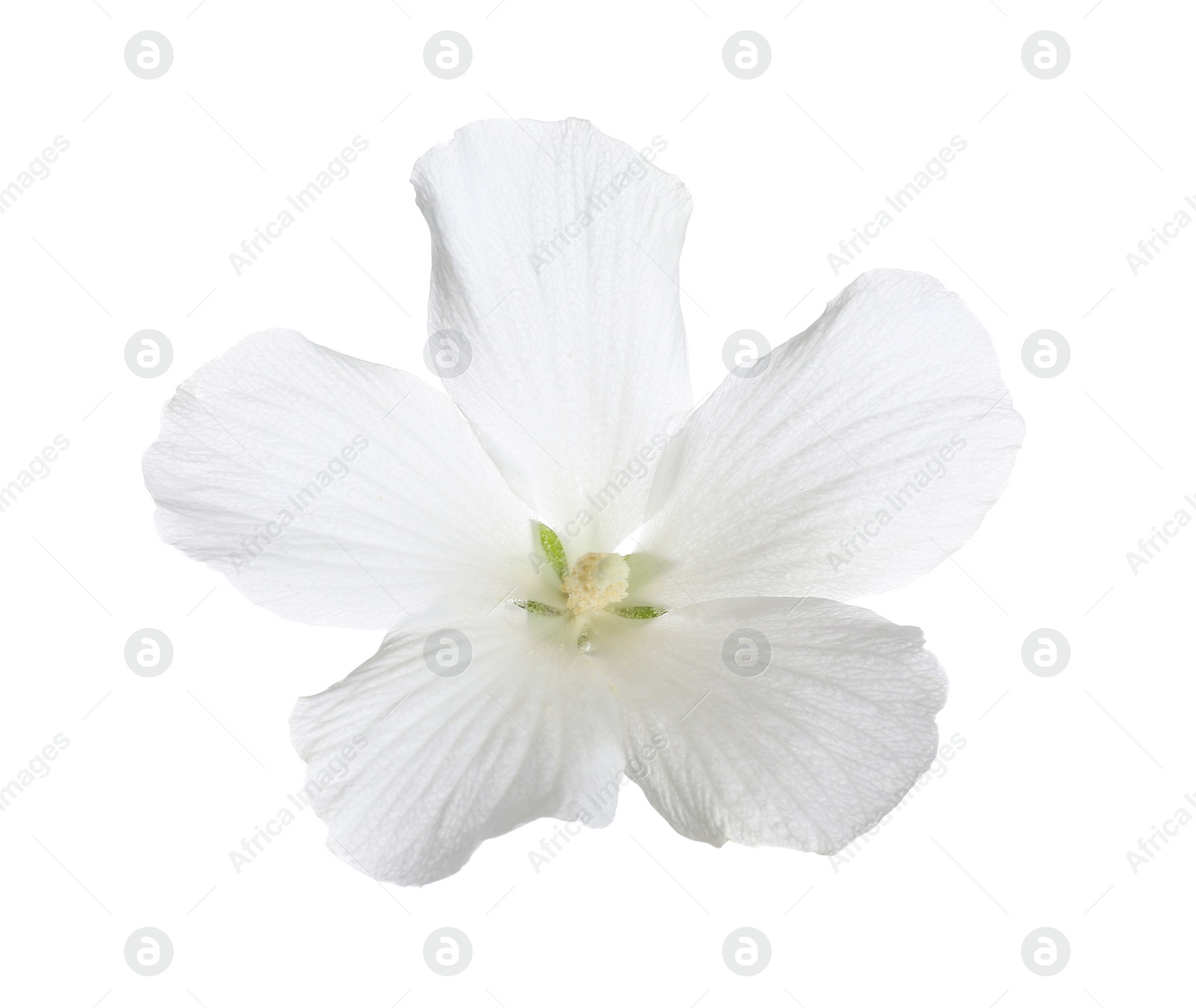 Photo of Beautiful tropical Hibiscus flower on white background