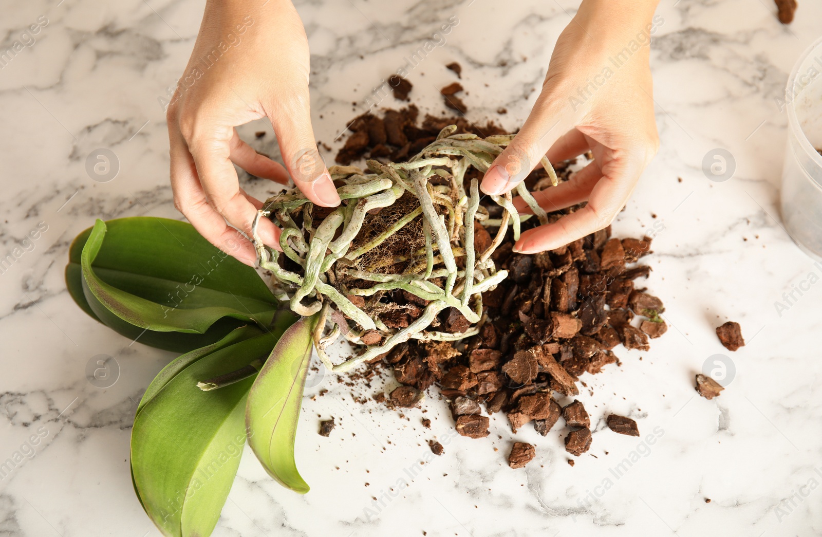 Photo of Woman transplanting orchid plant on table, closeup