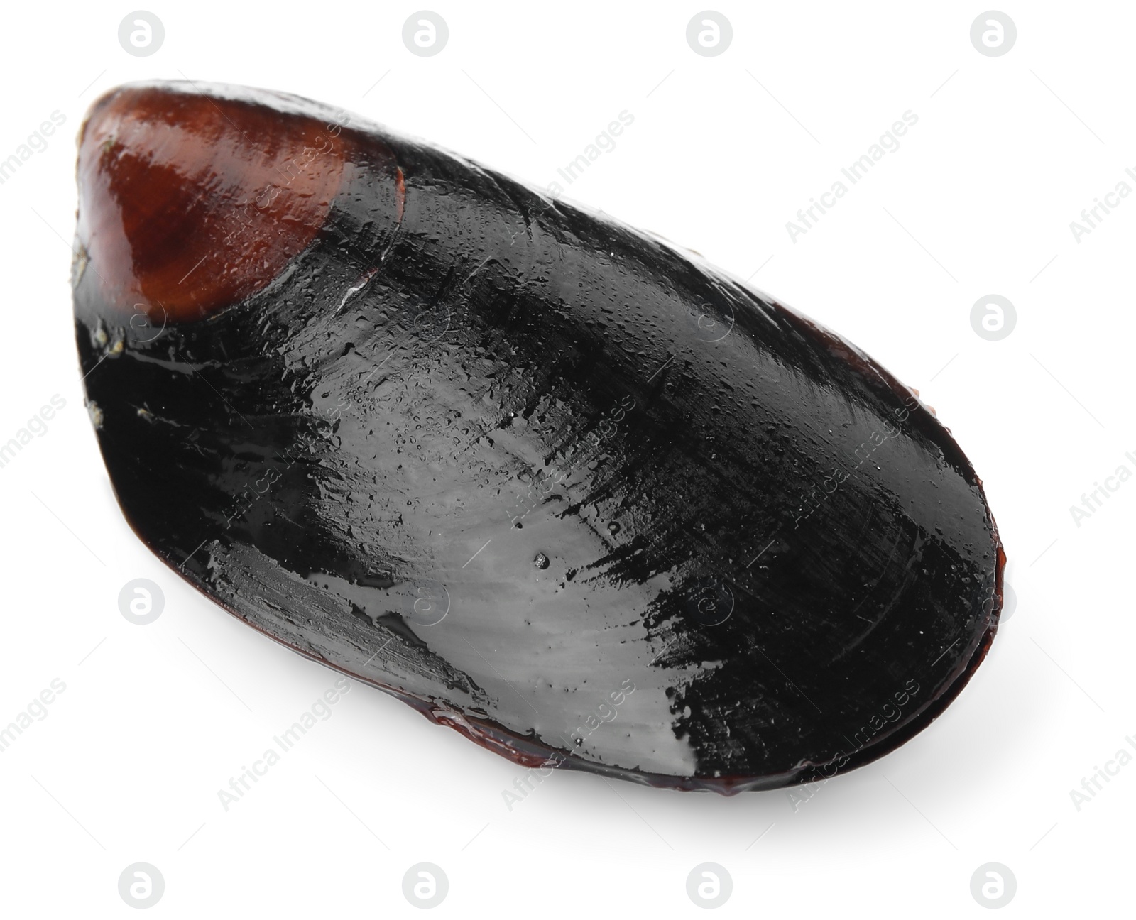 Photo of Raw mussel in shell isolated on white