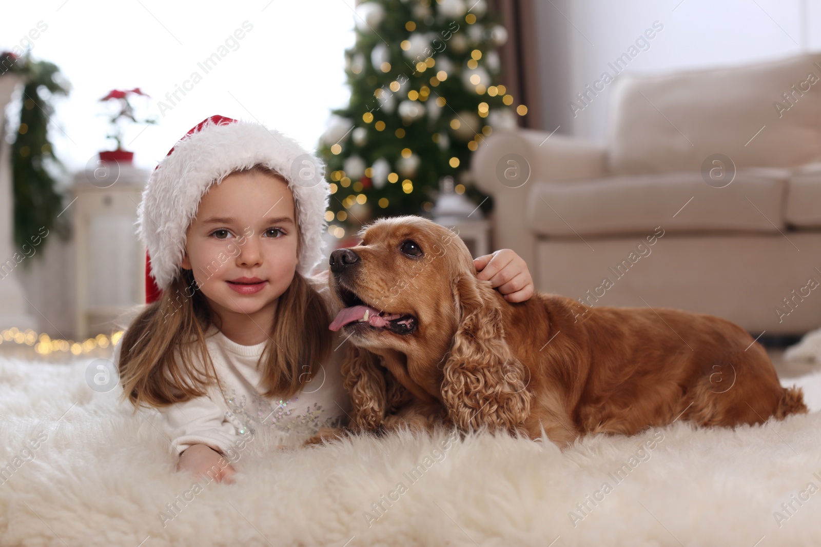 Photo of Cute little girl with English Cocker Spaniel in room decorated for Christmas