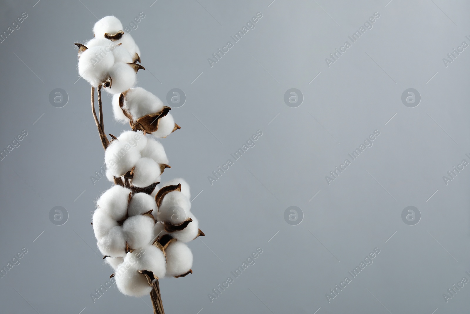 Photo of Beautiful cotton branch with fluffy flowers on light grey background, space for text
