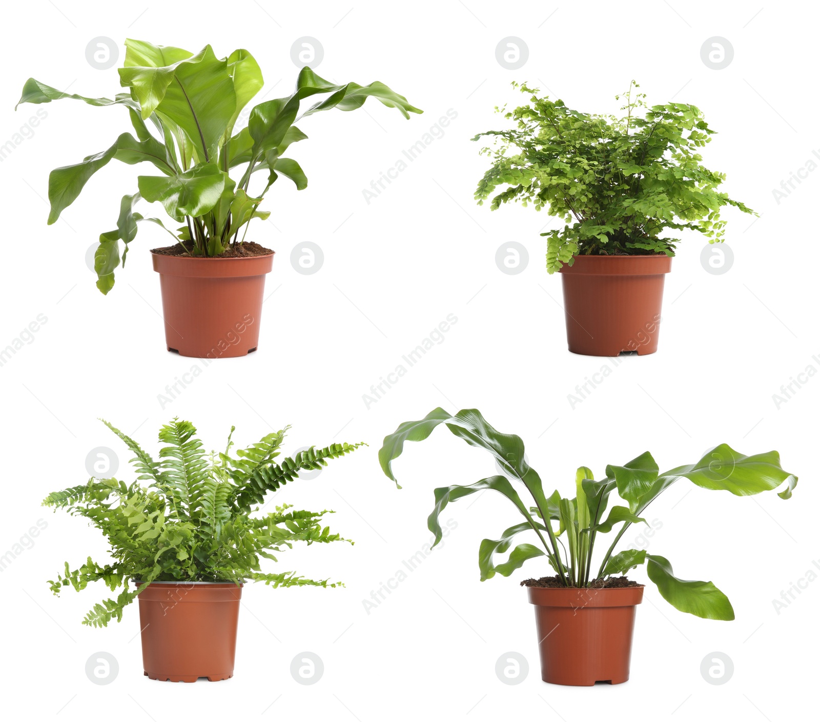 Image of Set with beautiful ferns in pots on white background