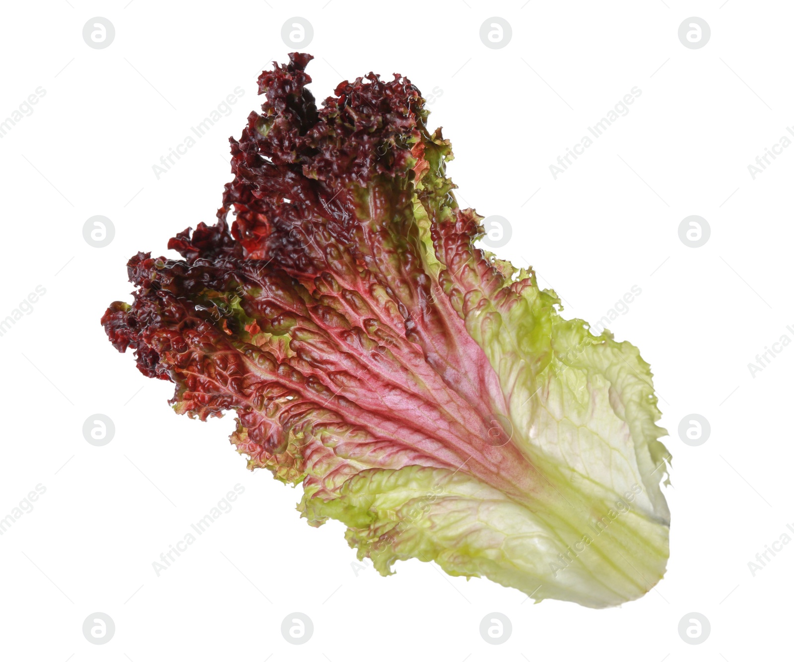 Photo of Leaf of fresh red coral lettuce isolated on white