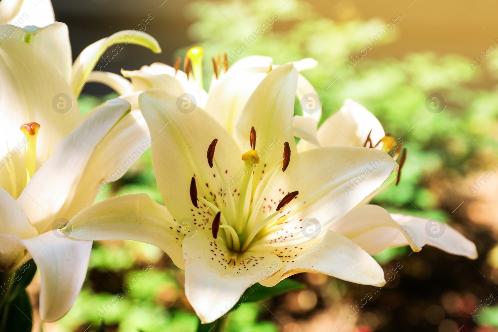 Photo of Beautiful blooming lily flowers in garden, closeup