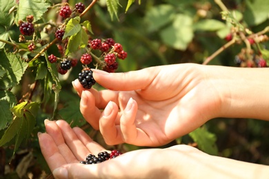 Photo of Woman picking blackberries off bush outdoors, closeup