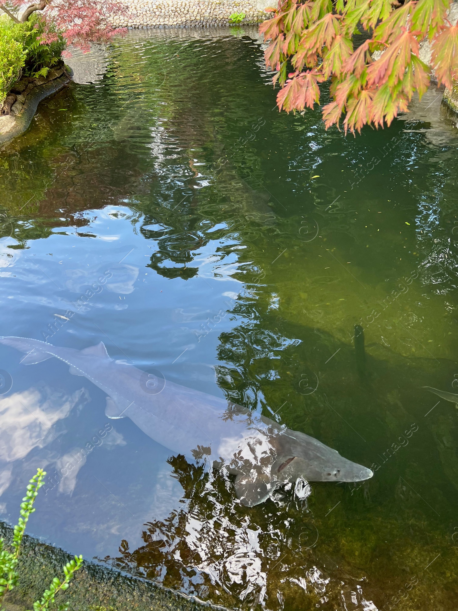 Photo of Beautiful sturgeon fish swimming in zoological park