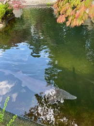 Beautiful sturgeon fish swimming in zoological park