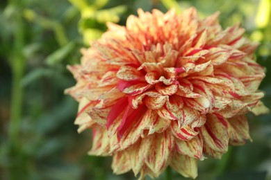 Photo of Beautiful blooming orange dahlia flower in green garden, closeup