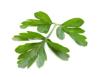 Fresh green parsley on white background