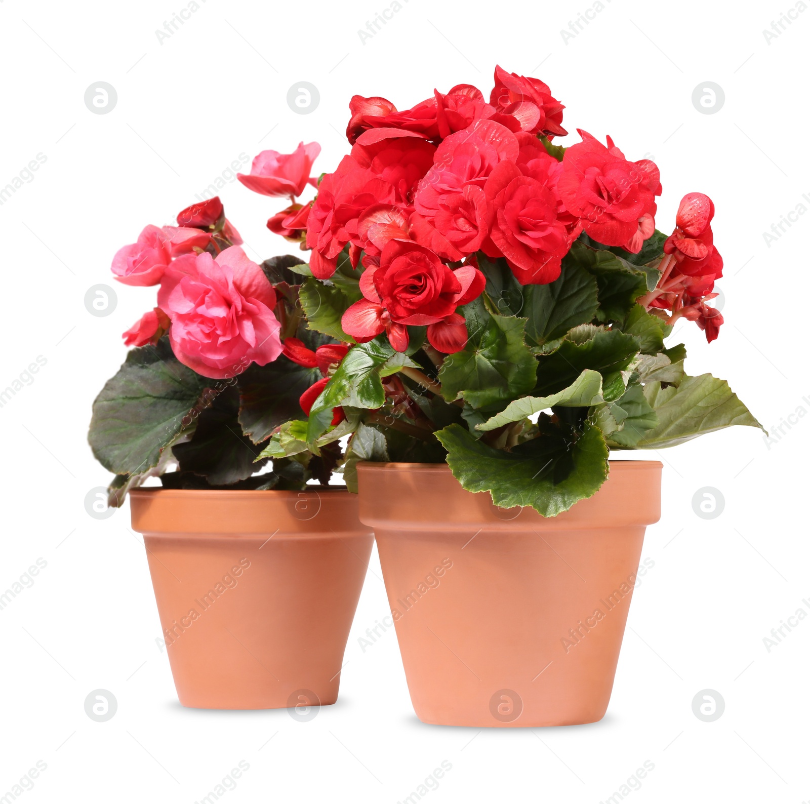 Photo of Begonia flowers in terracotta pots isolated on white