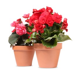 Photo of Begonia flowers in terracotta pots isolated on white