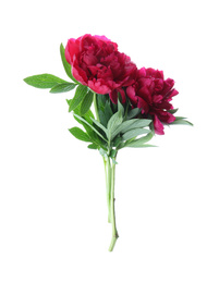 Photo of Bouquet of beautiful red peonies isolated on white