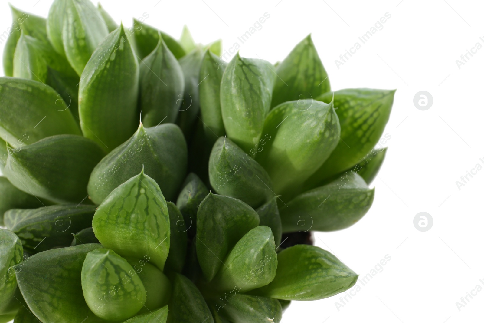 Photo of Beautiful echeveria on white background, closeup. Succulent plant