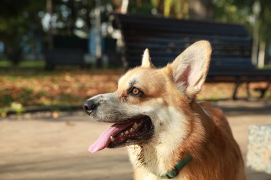 Pembroke Welsh Corgi in sunny autumn park