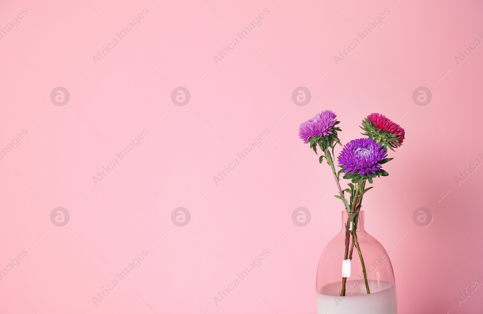 Photo of Beautiful flowers in vase and space for text on color background. Element of interior design