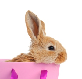 Photo of Adorable furry Easter bunny in gift paper bag on white background