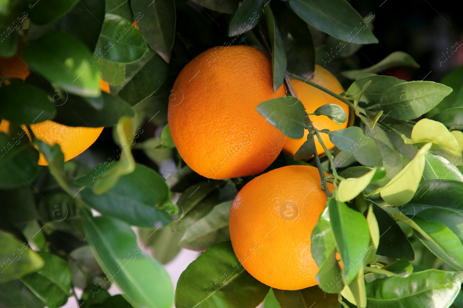 Photo of Oranges among green leaves on tree outdoors, closeup