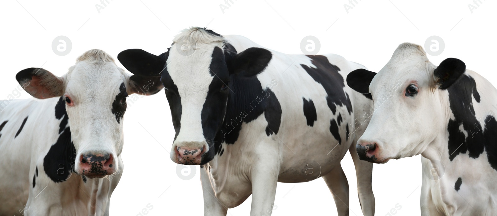 Image of Set with cute cows on white background, banner design. Animal husbandry