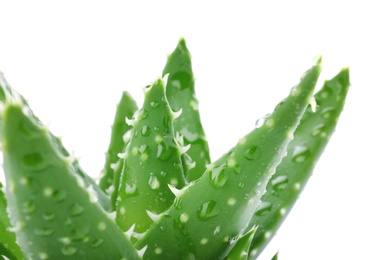 Leaves of aloe vera on white background, closeup