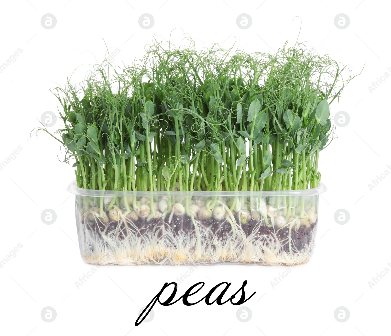 Image of Fresh organic microgreen in plastic container on white background