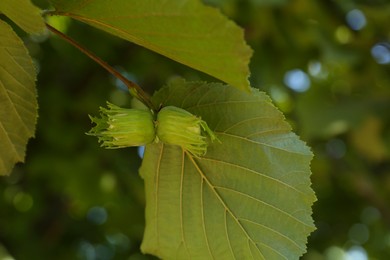 Photo of Unripe hazelnuts growing on tree outdoors, closeup