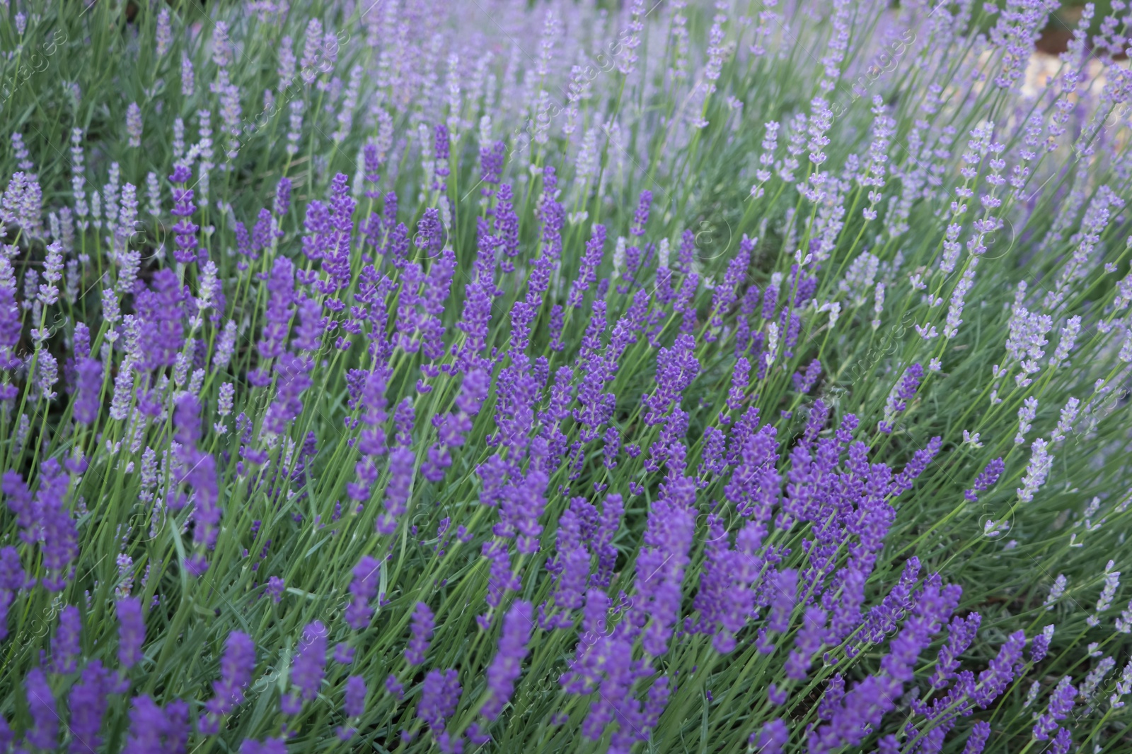 Photo of Beautiful blooming lavender plants growing in field