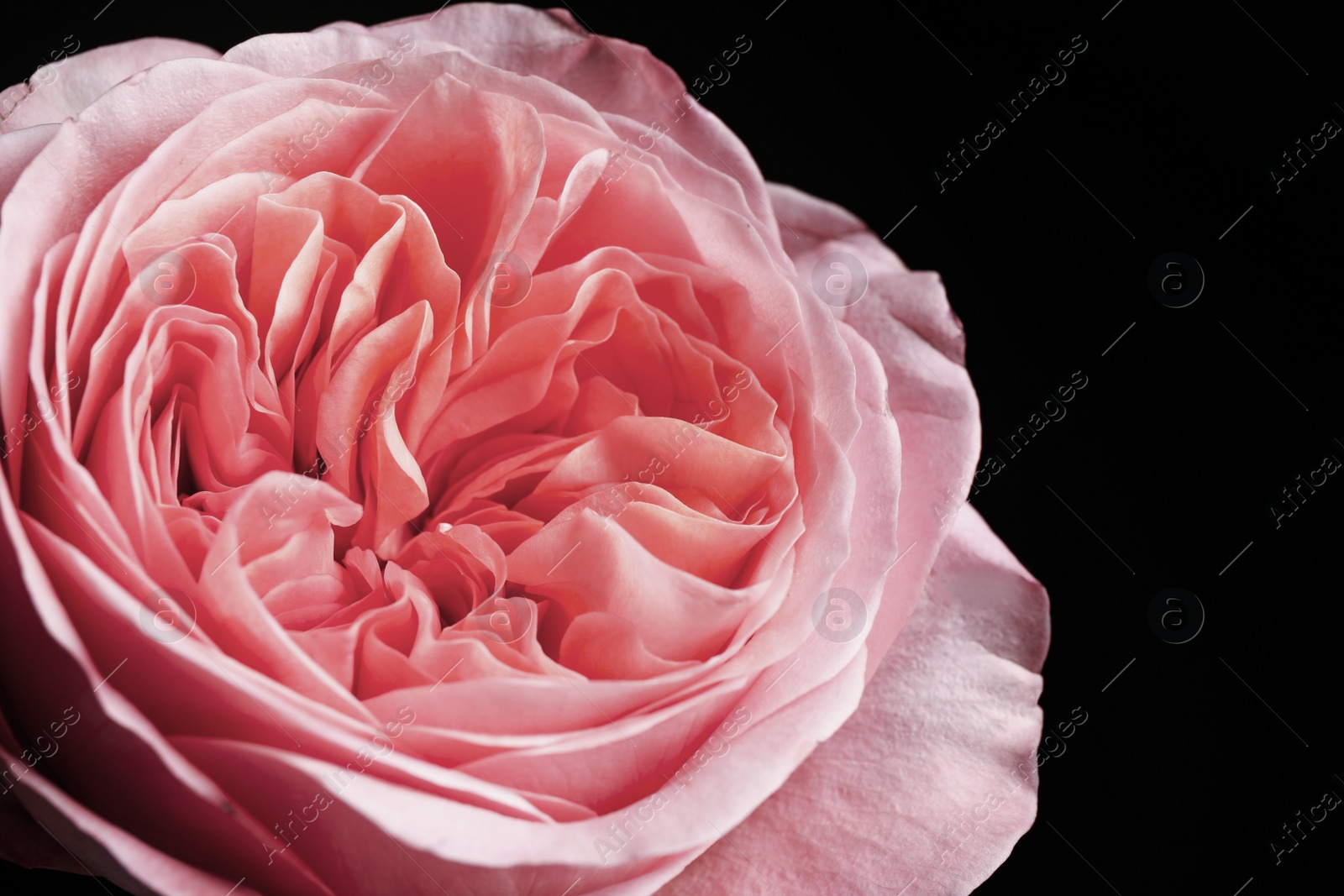 Photo of Beautiful rose on black background, closeup. Floral card design with dark vintage effect